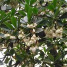 Elaeocarpus Balansae, Japanese Blueberry Tree Seed 300 PCS, Da Ye Du Ying