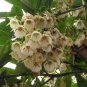 Elaeocarpus Balansae, Japanese Blueberry Tree Seed 300 PCS, Da Ye Du Ying