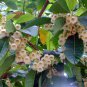 Elaeocarpus Balansae, Japanese Blueberry Tree Seed 300 PCS, Da Ye Du Ying