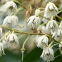 Elaeocarpus Balansae, Japanese Blueberry Tree Seed 300 PCS, Da Ye Du Ying