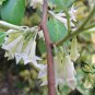 Elaeagnus Umbellata, Umbellata Oleaster Seed 300 PCS, Niunai Zi