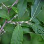 Elaeagnus Umbellata, Umbellata Oleaster Seed 300 PCS, Niunai Zi