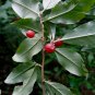 Elaeagnus Umbellata, Umbellata Oleaster Seed 300 PCS, Niunai Zi