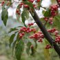 Elaeagnus Umbellata, Umbellata Oleaster Seed 300 PCS, Niunai Zi