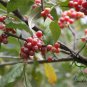 Elaeagnus Umbellata, Umbellata Oleaster Seed 300 PCS, Niunai Zi