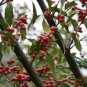 Elaeagnus Umbellata, Umbellata Oleaster Seed 300 PCS, Niunai Zi