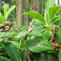 Edgeworthia Chrysantha, Oriental Paperbush Seed 200 PCS, Mitsumata Jie Xiang