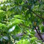 Dracontomelon Dao, Pacific Walnut Seed 30 PCS, Ren Mianzi