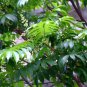 Dracontomelon Dao, Pacific Walnut Seed 30 PCS, Ren Mianzi
