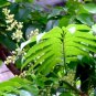 Dracontomelon Dao, Pacific Walnut Seed 30 PCS, Ren Mianzi