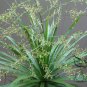 Dracaena Angustifolia, Dracaena Arborea Seed 300 PCS, Long Xue Shu