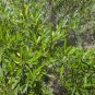 Dodonaea Viscosa, Wild Hopbush Seed 2000 PCS, Che Sang Zi