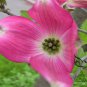 Dendrobenthamia Japonica, Cornus Kousa Seed 500 PCS, Si Zhao Hua