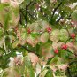 Dendrobenthamia Japonica, Cornus Kousa Seed 500 PCS, Si Zhao Hua