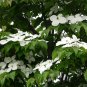 Dendrobenthamia Gigantea, Cornus Hongkongensis Seed 500 PCS, Da Xing Si Zhao Hua