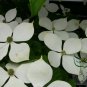 Dendrobenthamia Gigantea, Cornus Hongkongensis Seed 500 PCS, Da Xing Si Zhao Hua