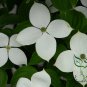 Dendrobenthamia Gigantea, Cornus Hongkongensis Seed 500 PCS, Da Xing Si Zhao Hua