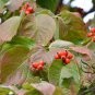 Dendrobenthamia Gigantea, Cornus Hongkongensis Seed 500 PCS, Da Xing Si Zhao Hua