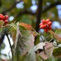Dendrobenthamia Gigantea, Cornus Hongkongensis Seed 500 PCS, Da Xing Si Zhao Hua