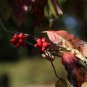 Dendrobenthamia Angustata, Cornus Elliptica Seed 500 PCS, Jian Ye Si Zhao Hua