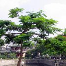Delonix Regia, Royal Poinciana Seed 100 PCS, Flamboyant Fenghuang Mu