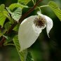 Davidia Involucrata, Handkerchief Tree Seed 30 PCS, Dove Tree Gong Tong