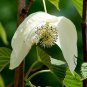 Davidia Involucrata, Handkerchief Tree Seed 30 PCS, Dove Tree Gong Tong