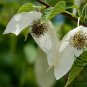 Davidia Involucrata, Handkerchief Tree Seed 30 PCS, Dove Tree Gong Tong