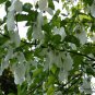 Davidia Involucrata, Handkerchief Tree Seed 30 PCS, Dove Tree Gong Tong
