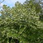 Davidia Involucrata, Handkerchief Tree Seed 30 PCS, Dove Tree Gong Tong