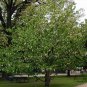 Davidia Involucrata, Handkerchief Tree Seed 30 PCS, Dove Tree Gong Tong
