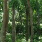 Dalbergia Odorifera, Fragrant Rosewood Seed 100 PCS, Jiang Xiang Huang Tan