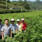 Cyclocarya Paliurus, Wheel Wingnut Seed 300 PCS, Qing Qian Liu