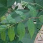 Cyclocarya Paliurus, Wheel Wingnut Seed 300 PCS, Qing Qian Liu
