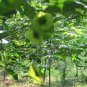 Cyclocarya Paliurus, Wheel Wingnut Seed 300 PCS, Qing Qian Liu