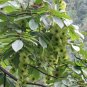 Cyclocarya Paliurus, Wheel Wingnut Seed 300 PCS, Qing Qian Liu