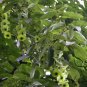 Cyclocarya Paliurus, Wheel Wingnut Seed 300 PCS, Qing Qian Liu