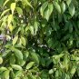 Cyclobalanopsis Glauca, Quercus Glauca Seed 50 PCS, Qinggang Li