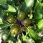 Cyclobalanopsis Glauca, Quercus Glauca Seed 50 PCS, Qinggang Li