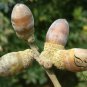 Cyclobalanopsis Glauca, Quercus Glauca Seed 50 PCS, Qinggang Li