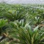 Cycas Revoluta, Sago Palm Seed 20 PCS, King Sago Sutie