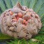 Cycas Revoluta, Sago Palm Seed 20 PCS, King Sago Sutie