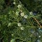 Cupressus Funebris, Chinese Weeping Cypress Seed 1000 PCS, Gui Bai
