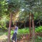 Cunninghamia Lanceolata, China-fir Seed 2000 PCS, Shan Mu