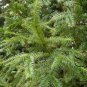 Cunninghamia Lanceolata, China-fir Seed 2000 PCS, Shan Mu