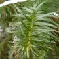 Cunninghamia Lanceolata, China-fir Seed 2000 PCS, Shan Mu