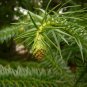 Cunninghamia Lanceolata, China-fir Seed 2000 PCS, Shan Mu