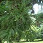 Cryptomeria Fortunei, Cryptomeria Japonica Seed 1000 PCS, Liu Shan