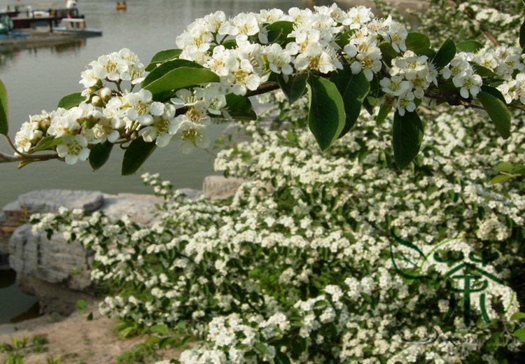 Cotoneaster Multiflora, China Cotoneaster Seed 300 PCS, Shui Xun Zi