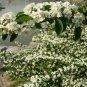 Cotoneaster Multiflora, China Cotoneaster Seed 300 PCS, Shui Xun Zi